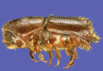 Calligraphus Ips calligraphus | chemtica.com