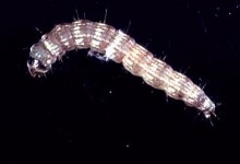 Elasmopalpus_lignosellus_larva