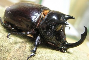 BEETLE-SCAPANES-AUSTRALIS-AUSTRALIS