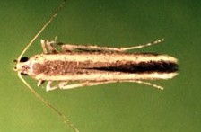 Batrachedra-amydraula-2
